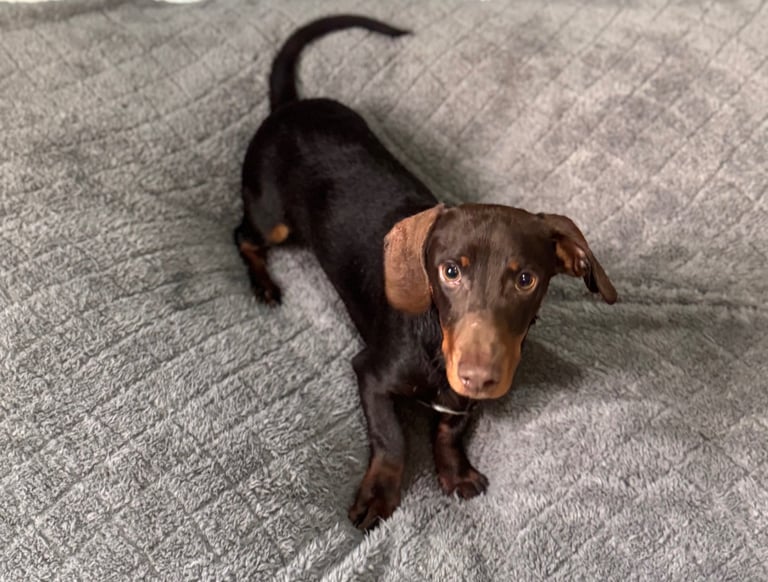 SOLD!!!Male Dashshund