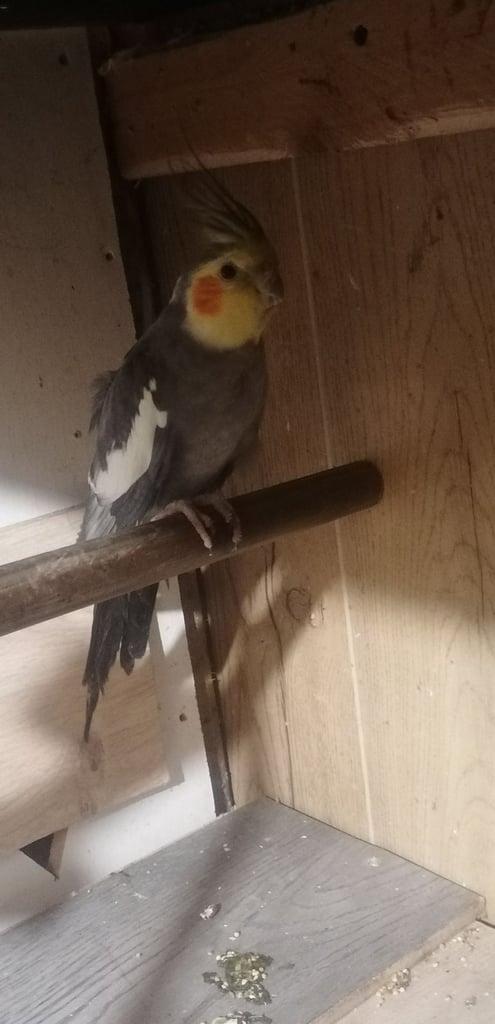 Budgies & Zebra Finches for sale