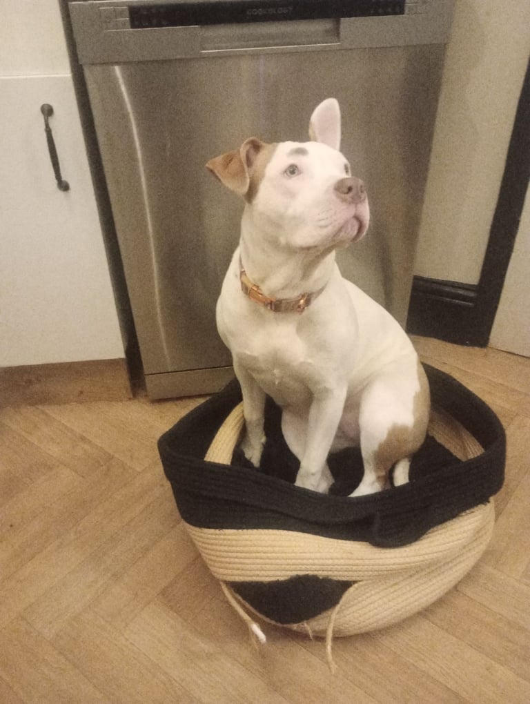 Mixed breed for sale 