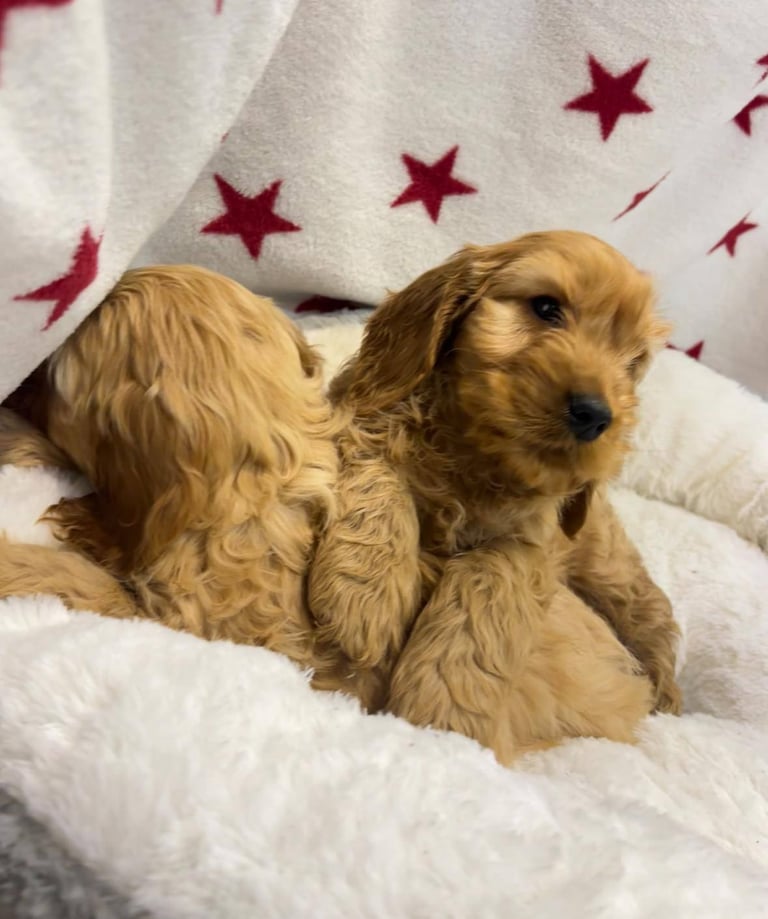 Cackapoo puppies for sale 