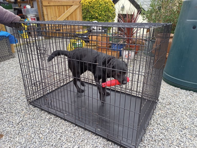 Large dog cage