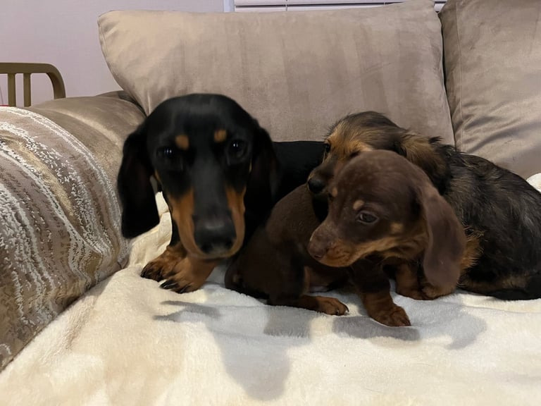 Dachshund puppies 