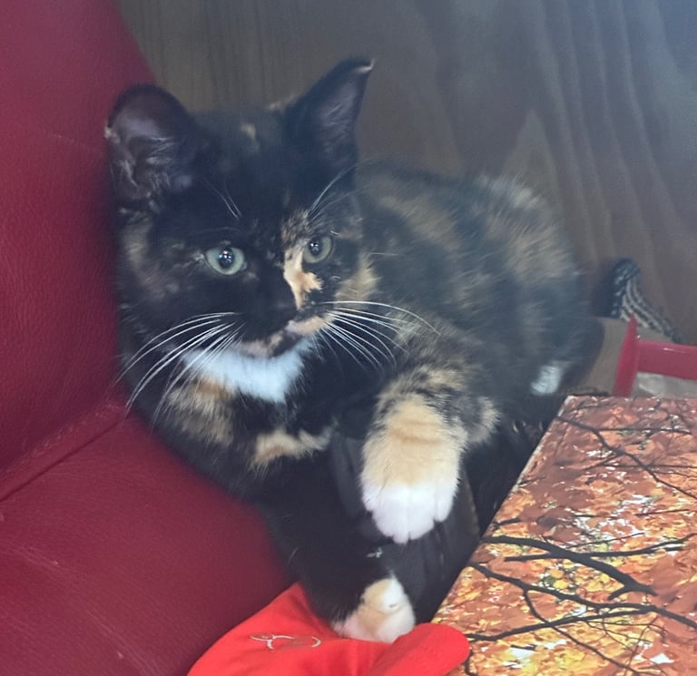 Gorgeous kittens looking for their forever home 