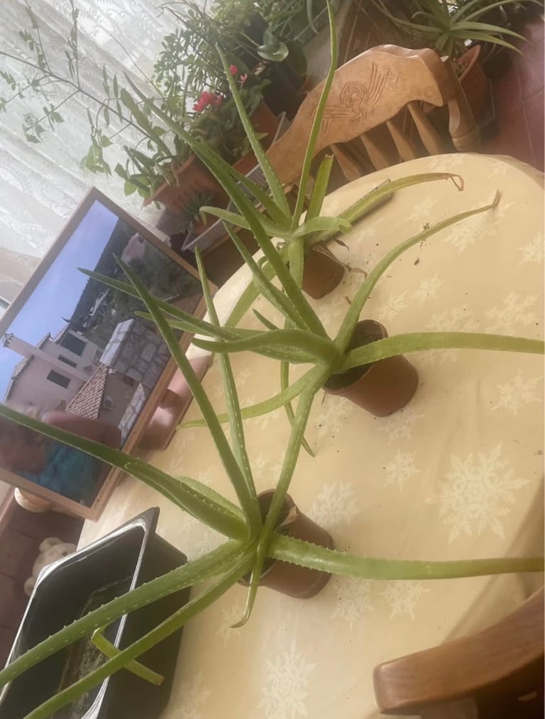 image for Aloe Vera plants 