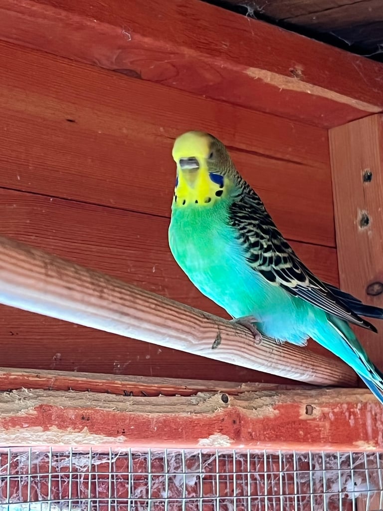 Baby Budgies ready to go. 