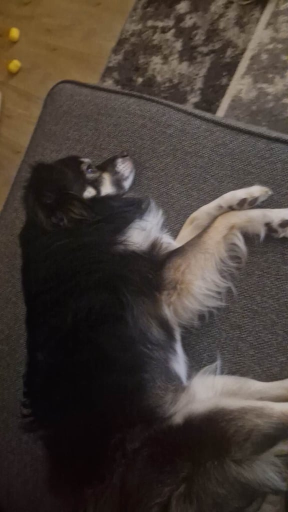 Male Japanese Spitz cross male