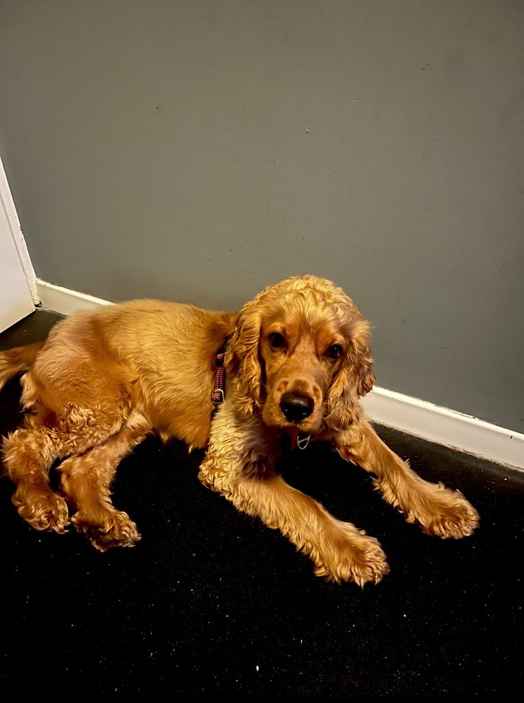 image for Dog for sale to a good home 