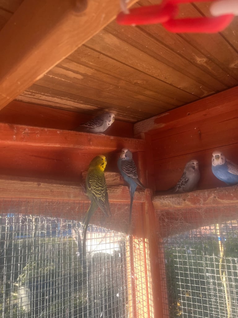 Baby Budgies ready to go. 