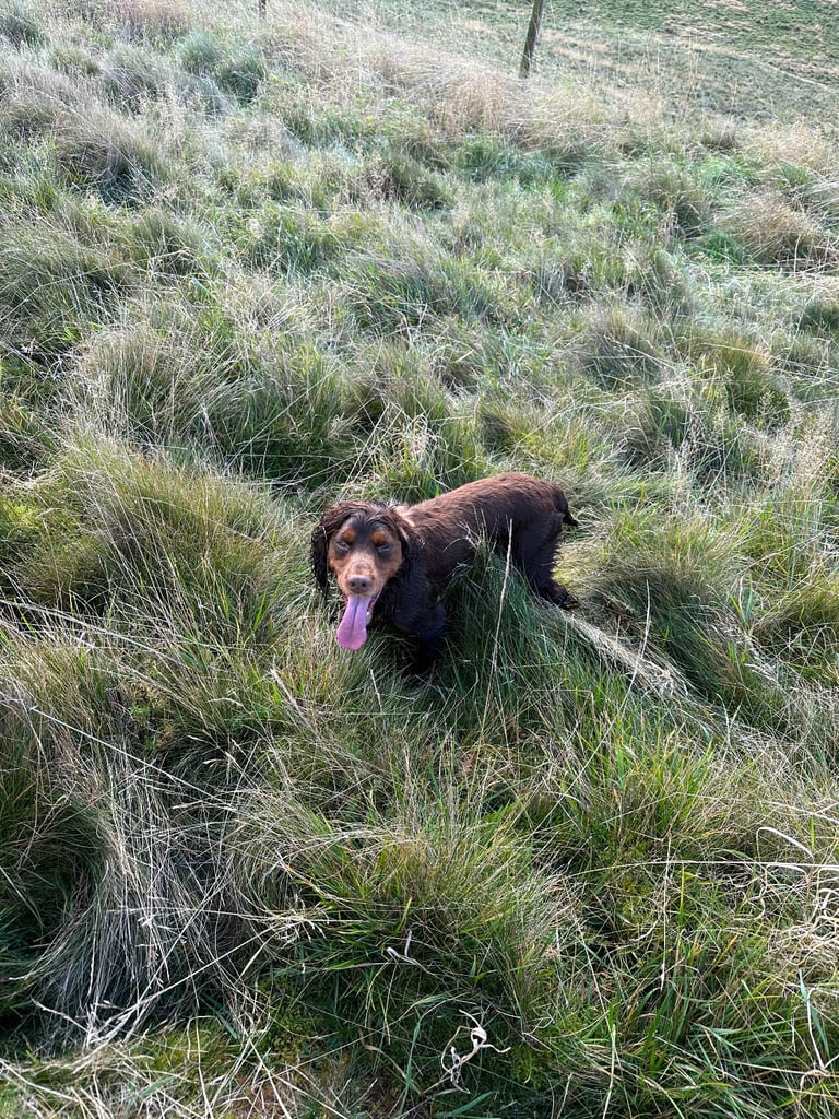 Stunning little red cocker spaniel male £800