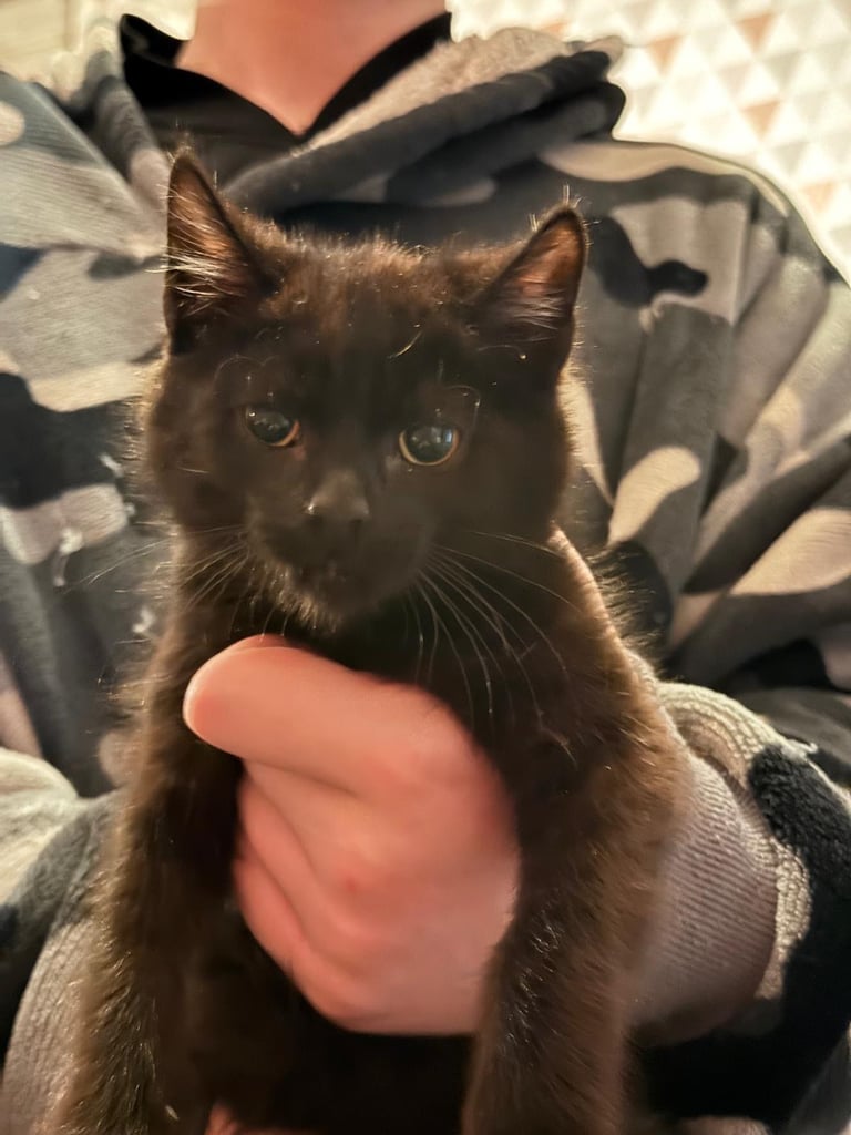 Kittens 