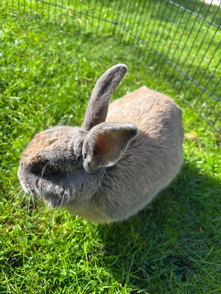 image for Female rabbit 