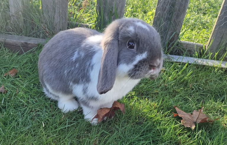 Two 6 month old Male mini lop rabbits.