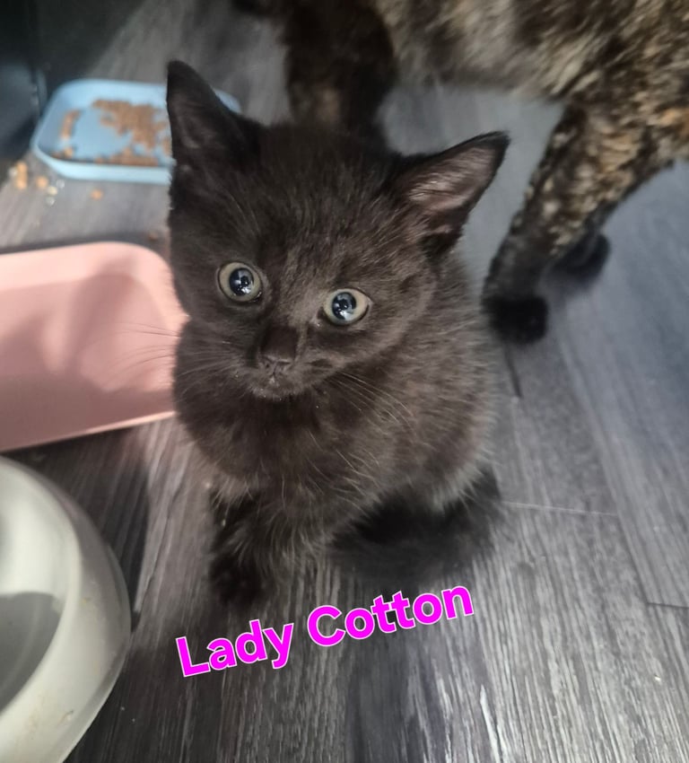 Beautiful Kittens Ready for Forever Home 