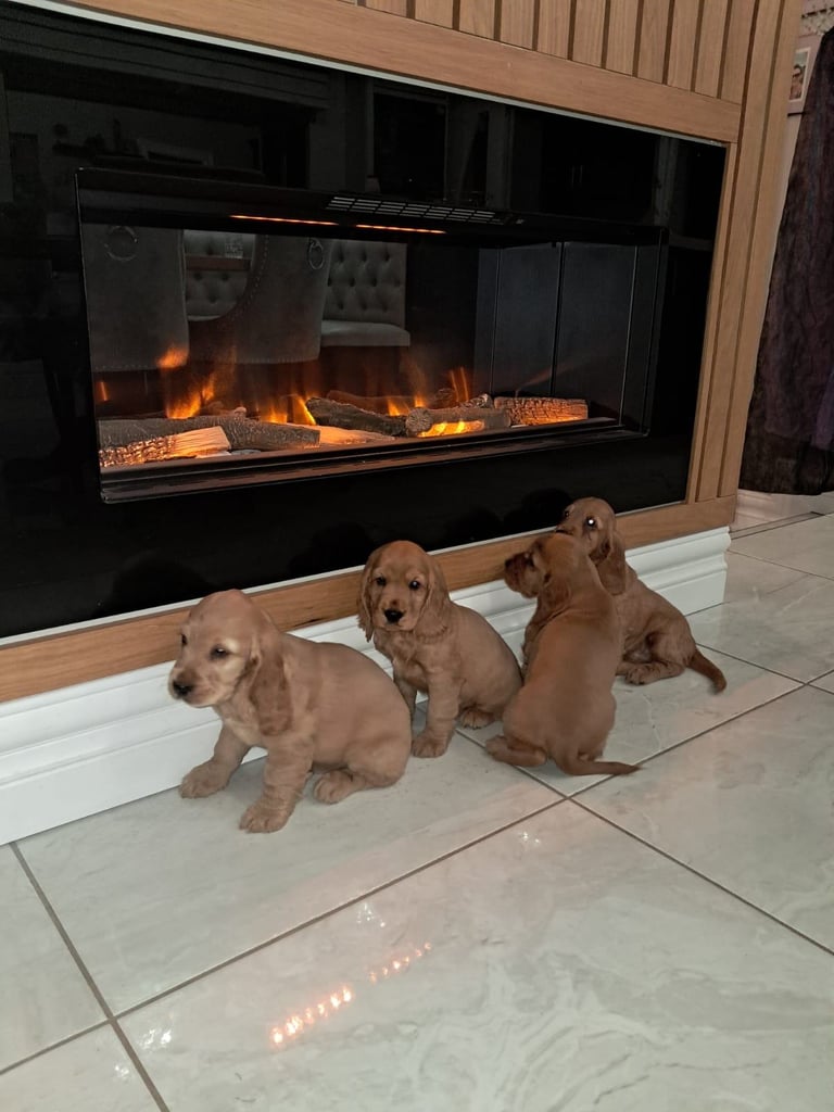 Cocker spaniel pups for sale
