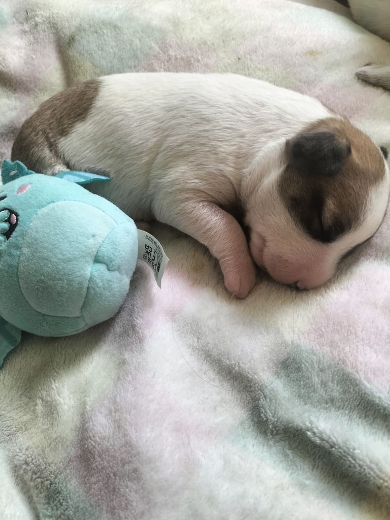 Cute litter of puppys 
