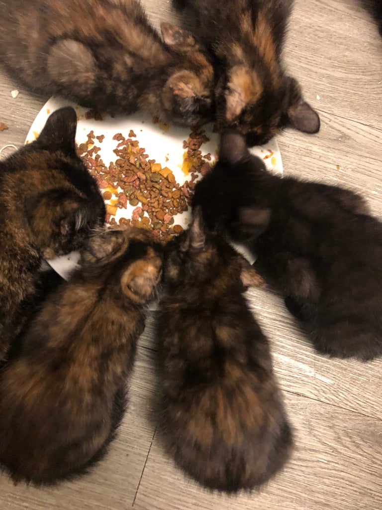 Beautifully marked kittens 