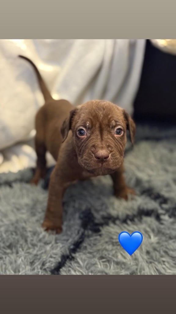 Cane Corso Puppies