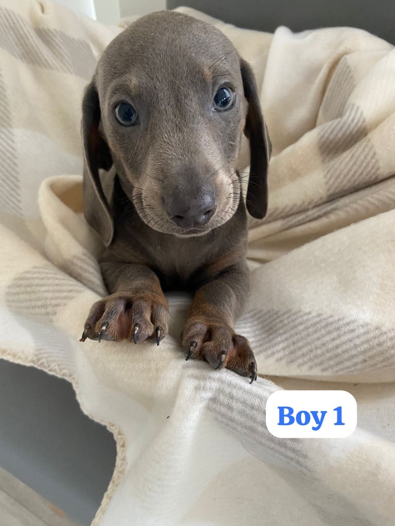 Dachshund Puppies