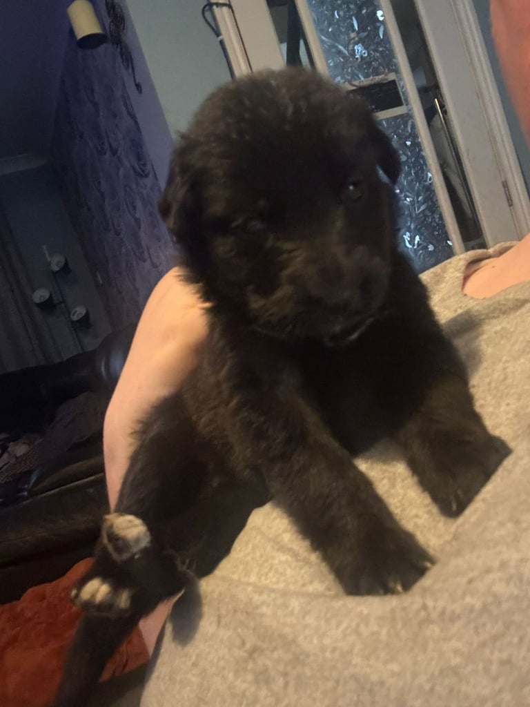 German Shepherd x Labrador puppies