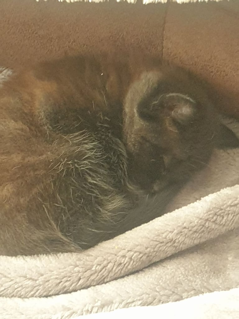 Adorable kittens 