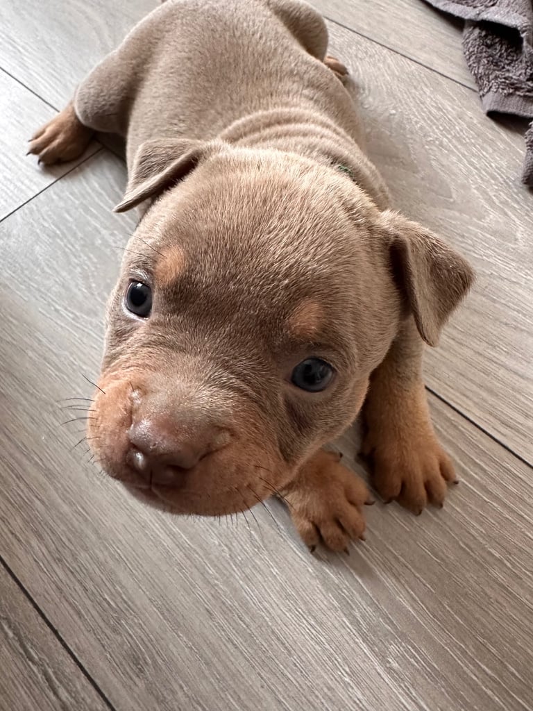 Ready in 3weeks!!!!! Pocket bully puppies ❤️
