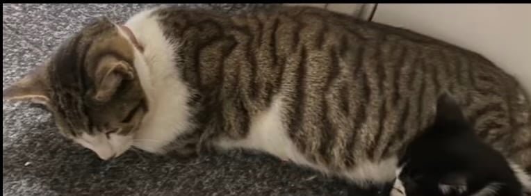 image for F4 female Bengal and male tabby cross prices below 