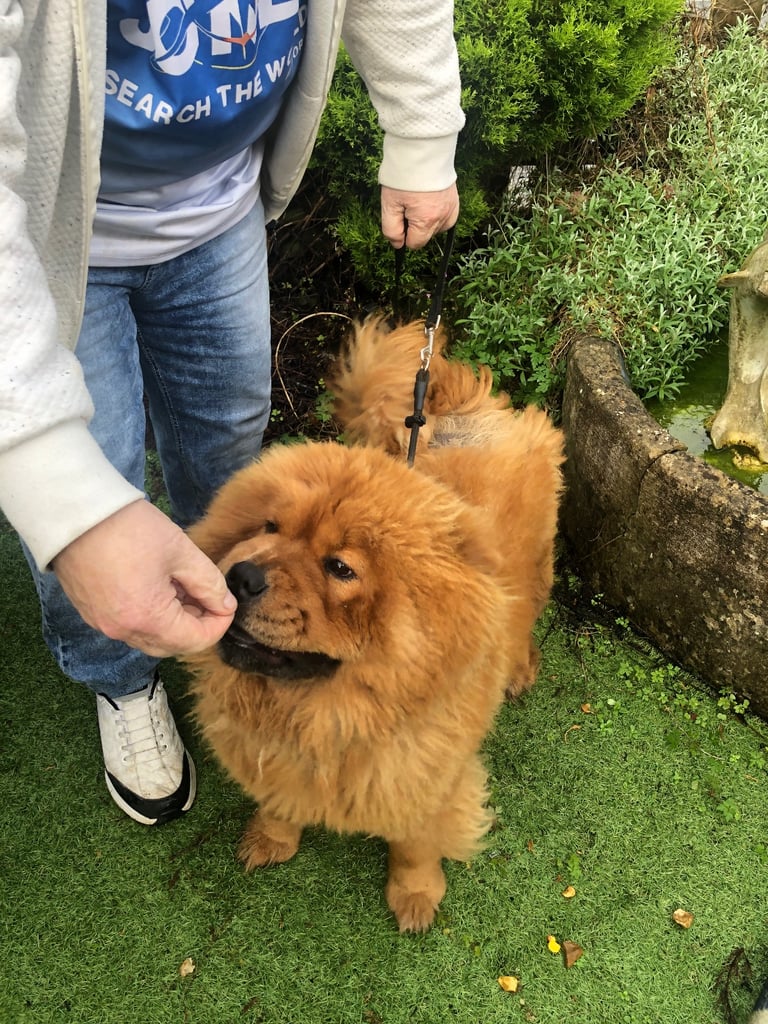 Chow Chow girl 2 yrs old  KC reg microchipped 