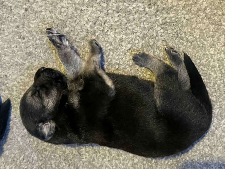 German Shepherd x Labrador puppies