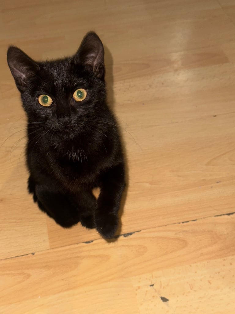 Adorable Kittens Looking for Loving Homes – £70 Each
