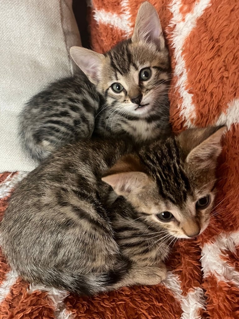3 beautiful bengal kittens 10 weeks old 