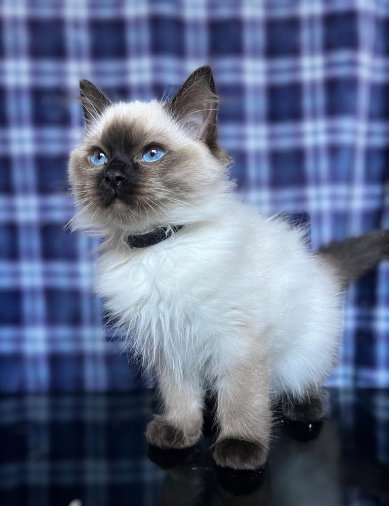 1 Adorable Ragdoll Boy left & Looking for Their Loving Home 