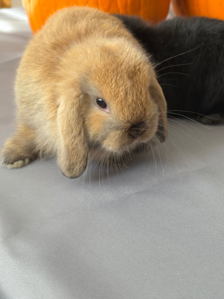 image for Pure mini lops