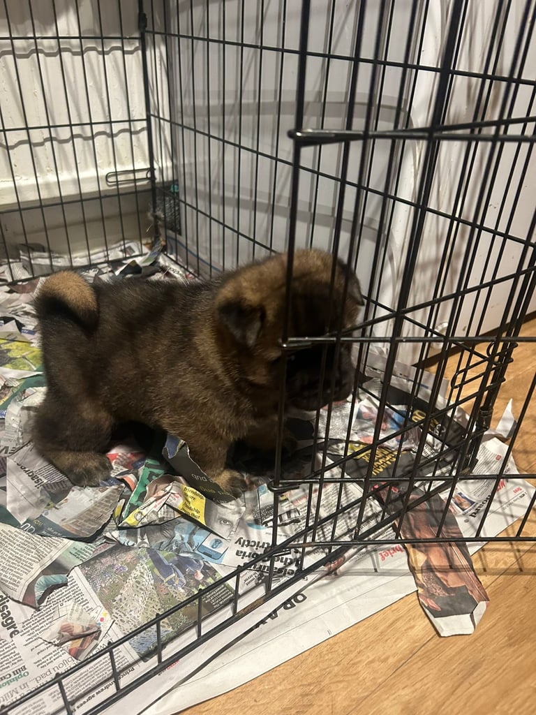 Chow chow cross Akita puppies 