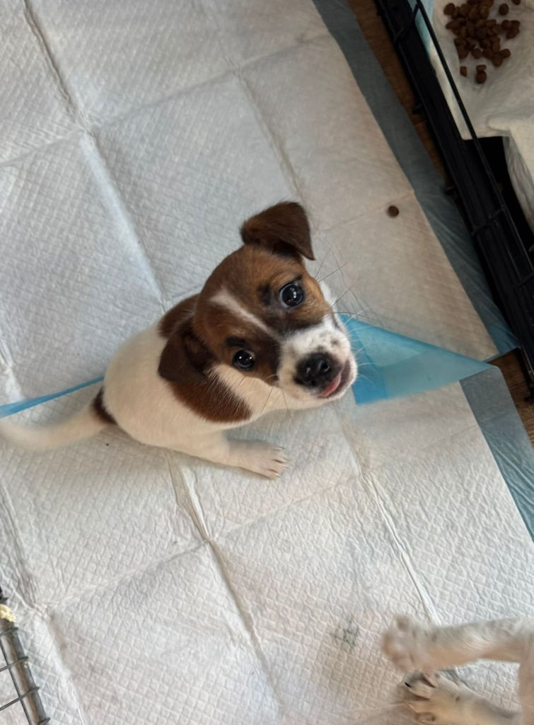 CUTE MINIATURE JACK RUSSELL PUPPIES 1 girl left