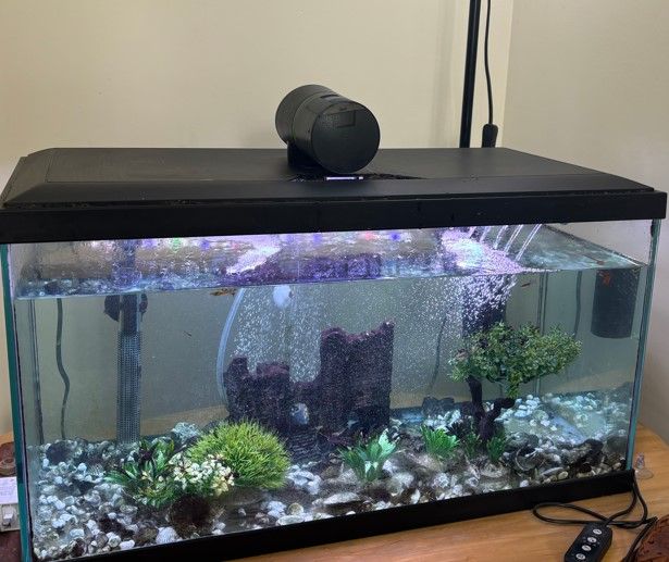 60L aquarium with around 20 fish (guppies) and all equipment. Collection Only.