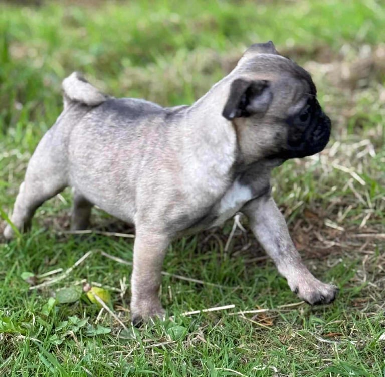 Pug Puppies 