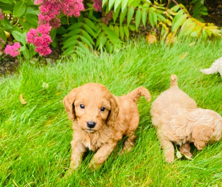 Cockerpoo puppies 