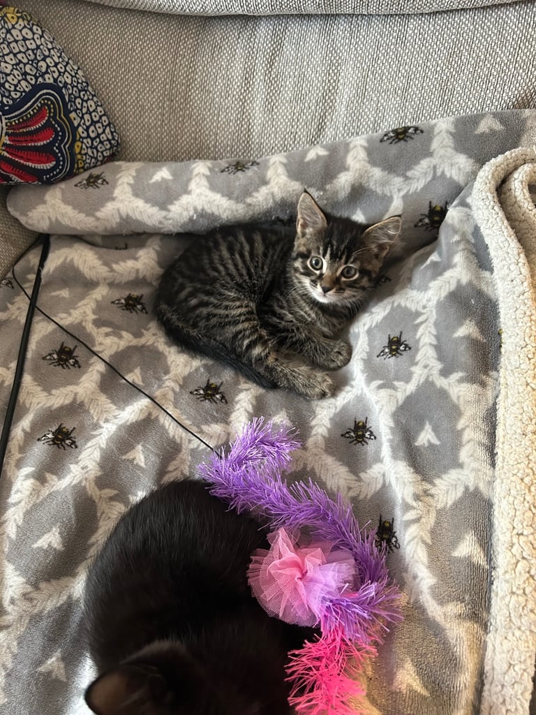 Kittens looking for a forever home