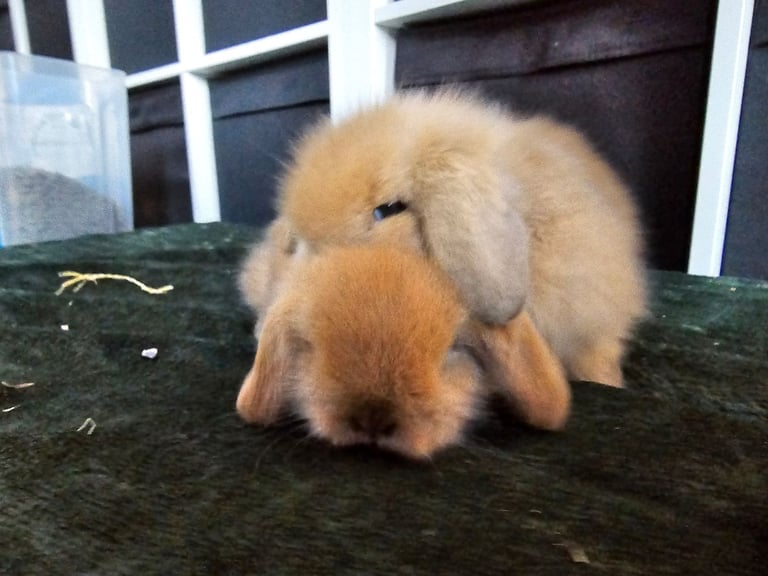 2 x beautiful baby rabbits - mini lion lops - ready end of November 2025