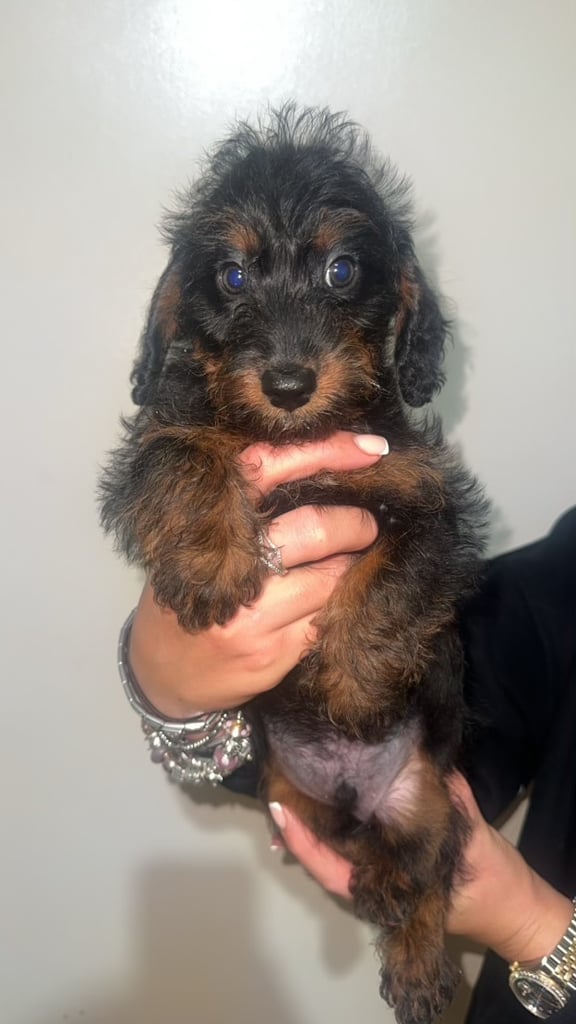 LAST TWO DAPPLE DACHSHUND BOY PUPPIES 