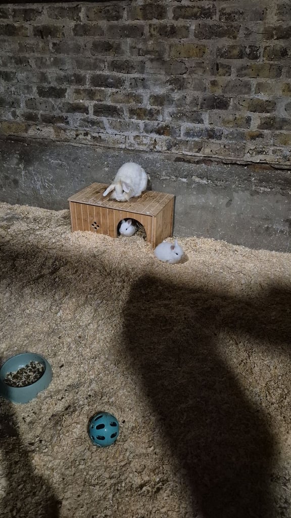Baby rabbits