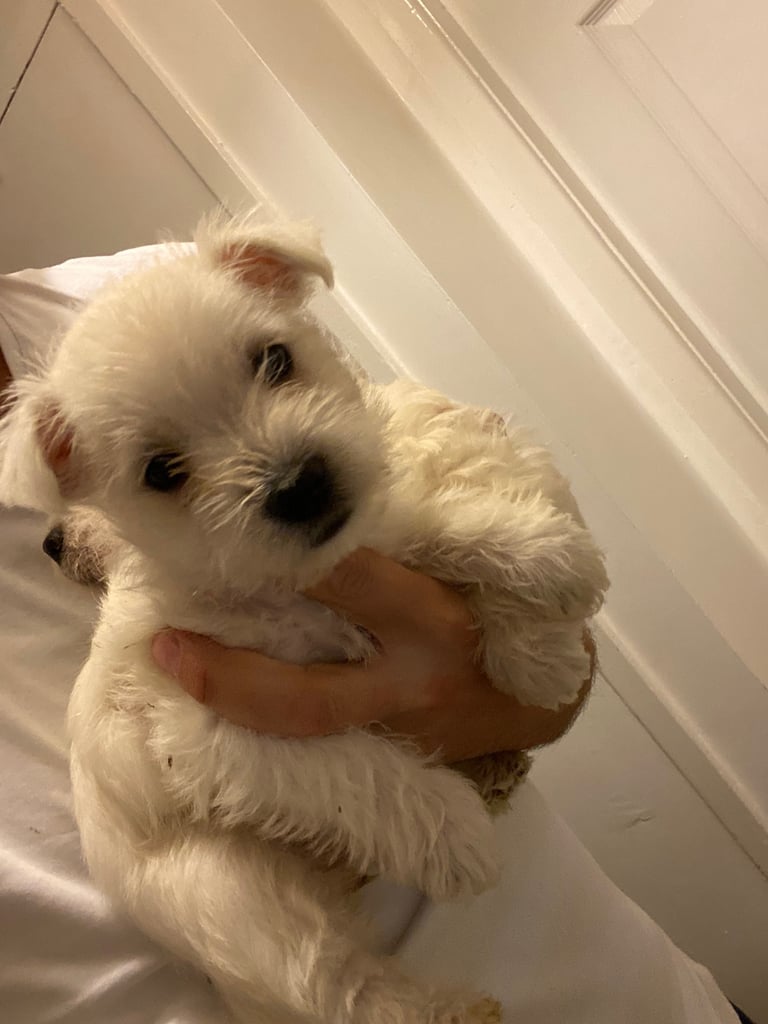 Westie pups