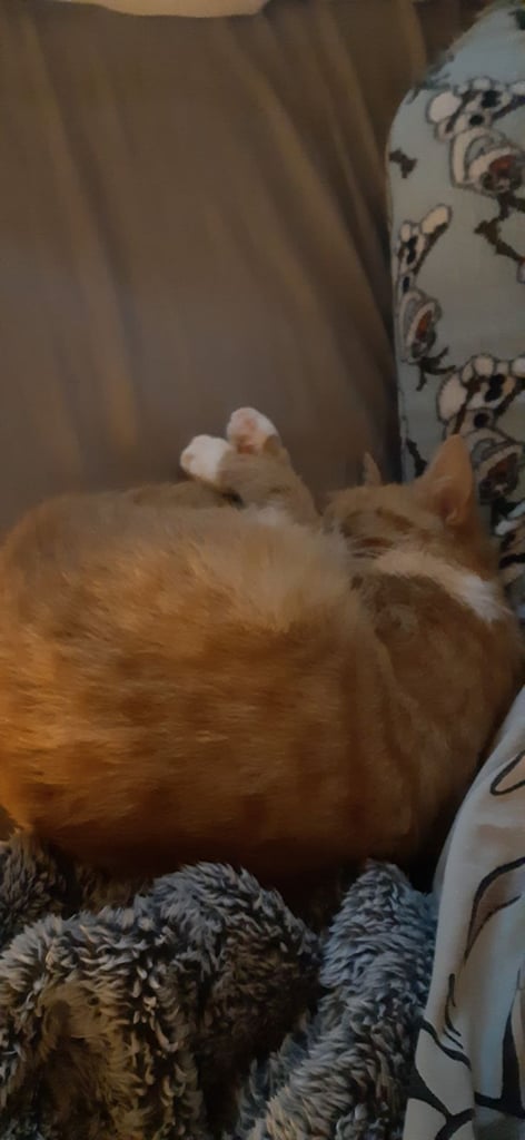 Ginger cat 