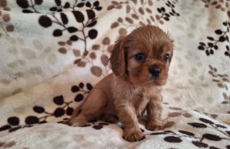 King Charles (Ruby) puppies 