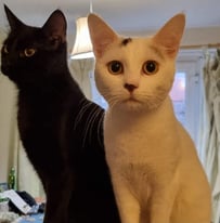 Two indoor cats in need of a forever home