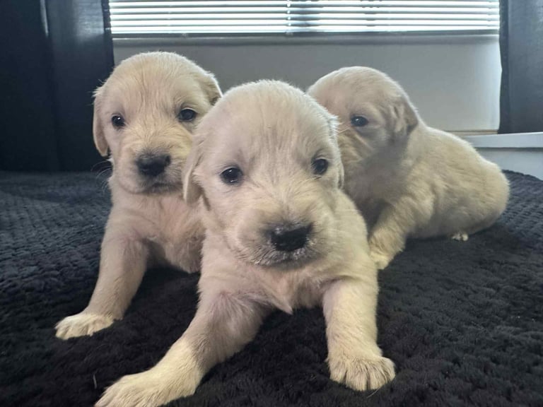 3 Golden Retriver Puppy’s 