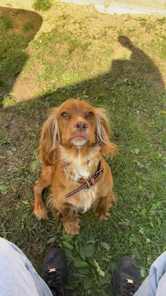 KC Cocker Spaniel Puppies