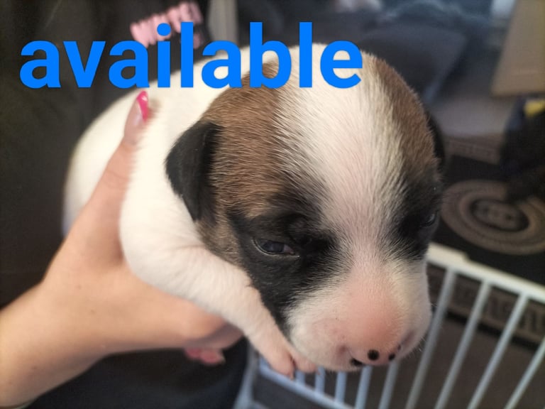 Cute litter of puppys 