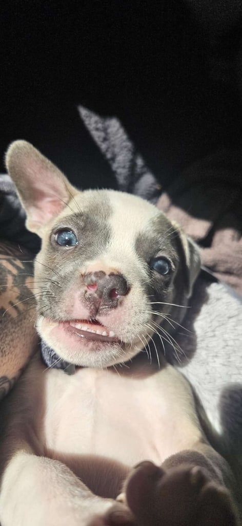 Staffie x frenchie for sale