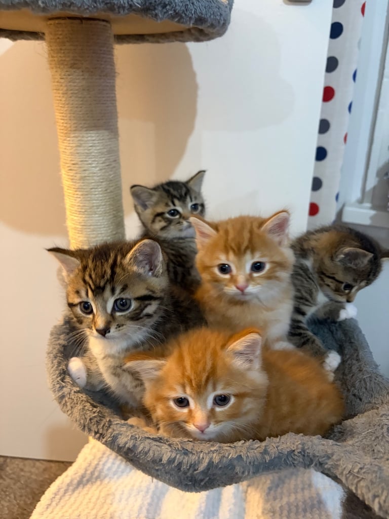 Kittens